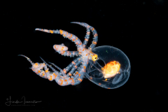 Wunderpus - Wunderpus photogenicus - Settling