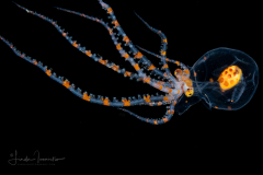 Wunderpus - Wunderpus photogenicus - Settling