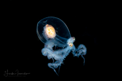 Wunderpus - Wunderpus photogenicus - Settling