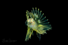Zebra Lionfish - Dendrochirus zebra