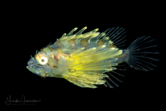 Zebra Lionfish - Dendrochirus zebra