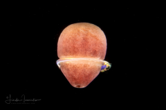Zoanthid larva - Zoantharia - Cnidaria