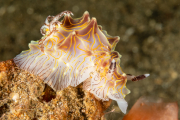Halgerda willeyi ? Halgerda willeyi ?