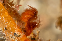 Algae Shrimp - Phycocaris simulans