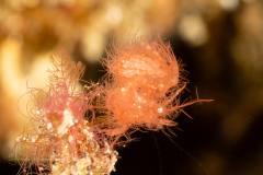 Algae Shrimp - Phycocaris simulans