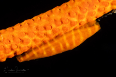 Allied Cowrie