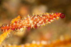 Allied Spindle Cowrie