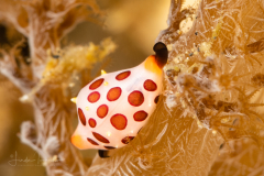 Allied cowrie - Rosewater’s Egg Cowrie - Primovula rosewateri