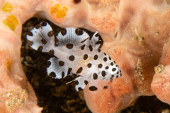 Barramundi - Juvenile - Cromileptes altivelis