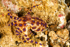 Blue-Ringed Octopus - Hapalochlaena spp.