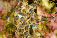Blue-Ringed Octopus - Hapalochlaena spp.
