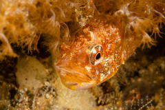 Camouflage Cardinalfish - Apogonichthys perdix - With Eggs