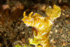 Ceratosoma tenue