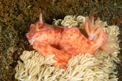 Ceratosoma trilobatum