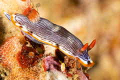 Chromodoris burni