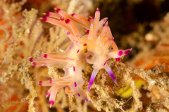 Coryphellina lotos