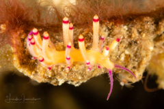 Coryphellina sp. 3