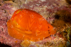 Cowrie - Palmadusta ziczac (Linnaeus, 1758)