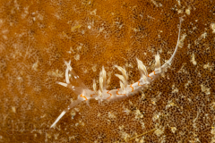 Cratena simba