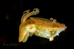 Cuttlefish
