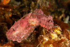 Cuttlefish
