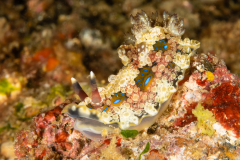 Dendrodoris denisoni