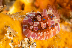 Dendrodoris denisoni