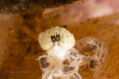 Dermatobranchus