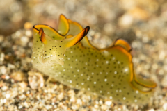 Elysia marginata