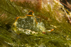 Elysia marginata