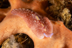 Flatworm - Pseudoceros bifurcus