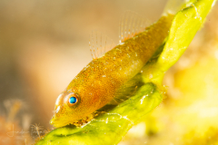 Ghostgoby