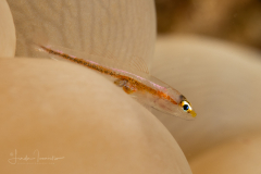 Ghostgoby