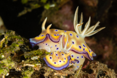 Goniobranchus kuniei
