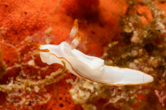 Goniodoris sp. 7 ?