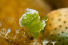 Green Algae Shrimp - Phycocaris sp.