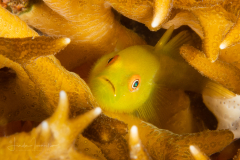 Green hairy goby - Paragobiodon xanthosoma