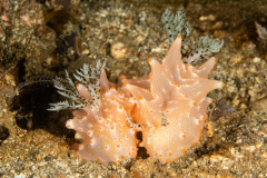 Halgerda batangas