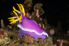 Hypselodoris apolegma