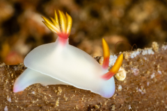 Hypselodoris bullockii
