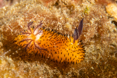 Jorunna parva