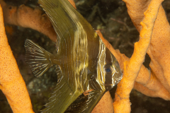 Longfin Spadefish - Juvenile - Platax teira