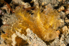 Melibe sp. 1 ?