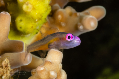 Pinkeye Goby - Bryaninops natans