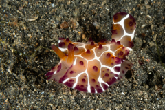 Pleurobranchus grandis ?