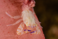 Porcelain Crab