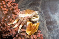 Porcelain Crab - Neopetrolisthes maculatus
