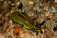 Roboastra luteolineata
