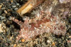 Sea Hare -  Anaspidea - Petalifera ramosa