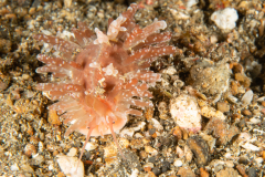 Slug-Like Cowrie - Staphylaea limacina